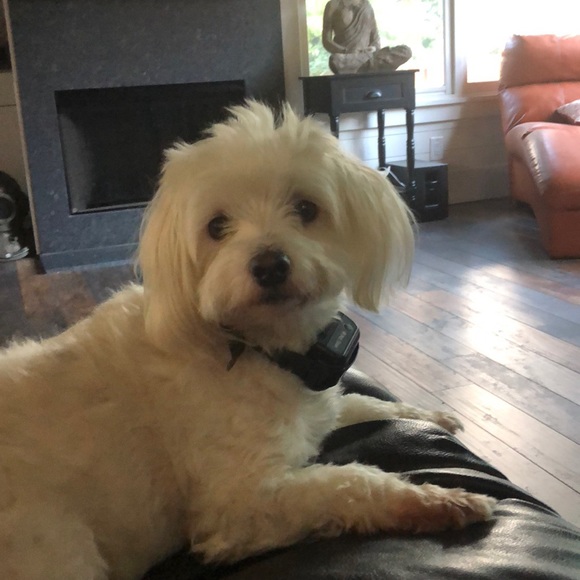 Meet your Posher, Lola - Picture 1 of 1